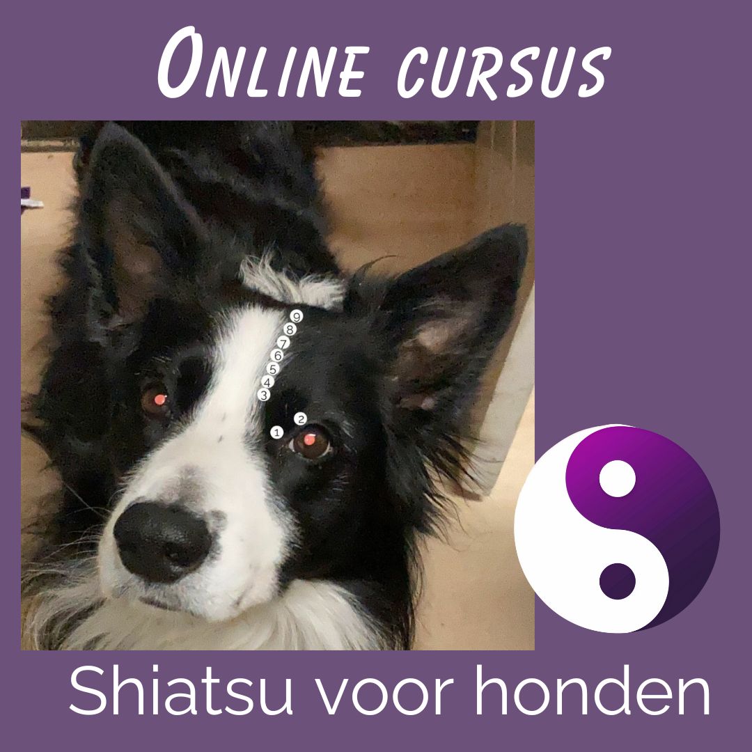 Honden cursus: Shiatsu voor Honden (online)