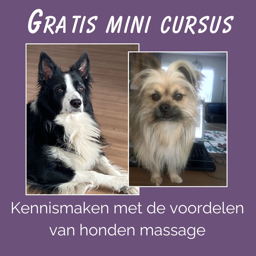 Voordelen van hondenmassage, gratis mini honden cursus