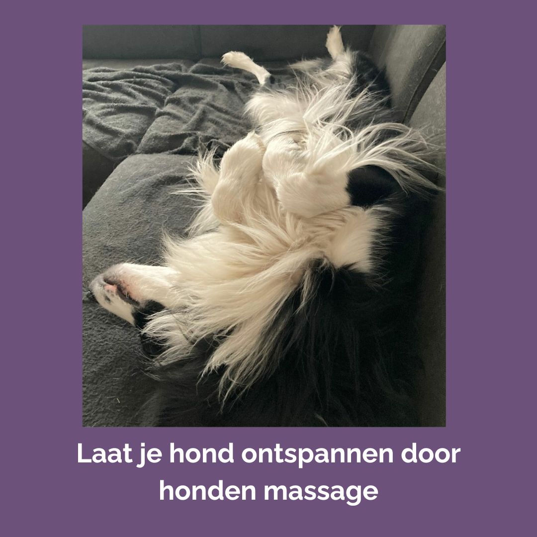 Online cursussen honden massage en vuurwerkangst verminderen (met korting!)