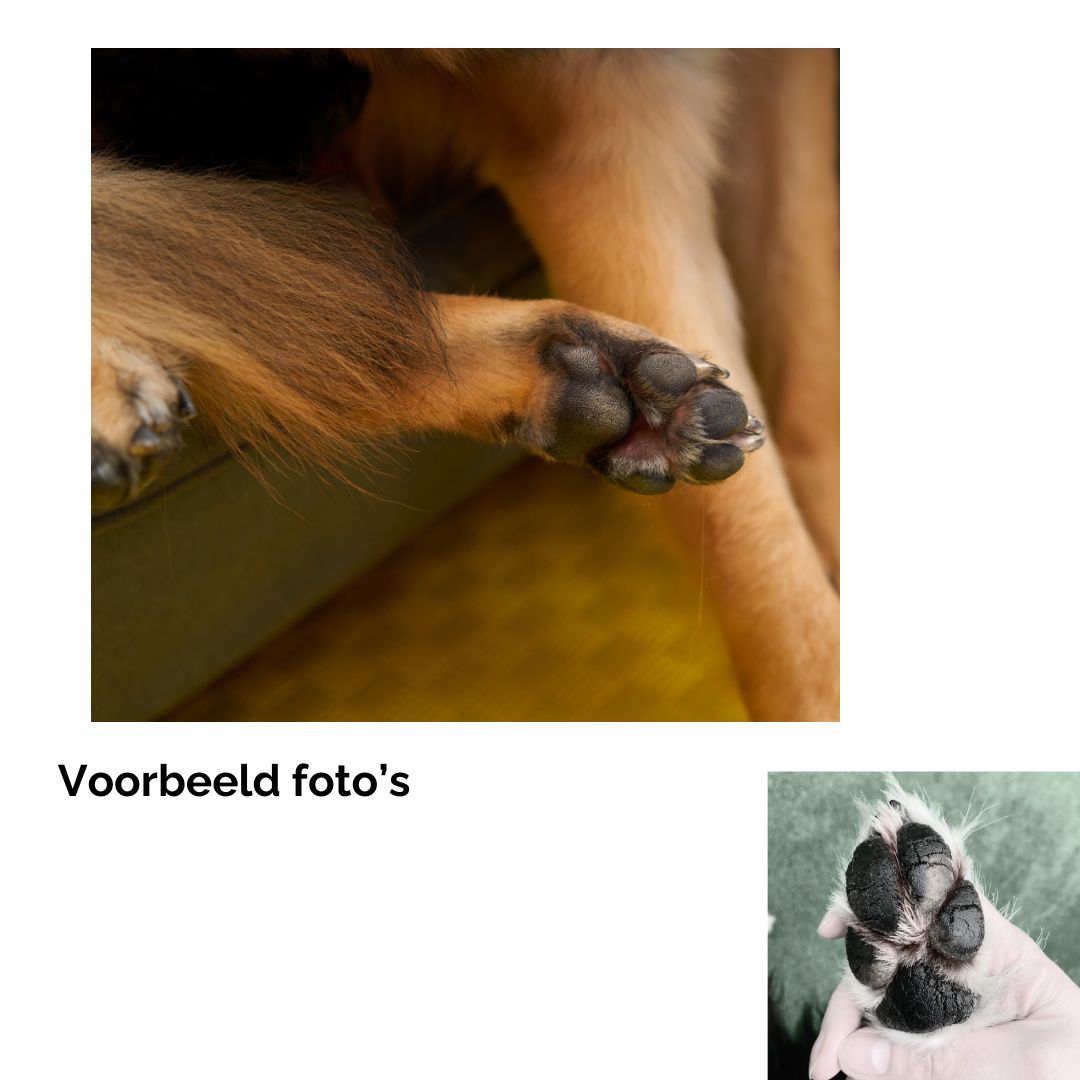 Sleutelhanger hond met naam hond en pootafdruk gegraveerd op bar hanger