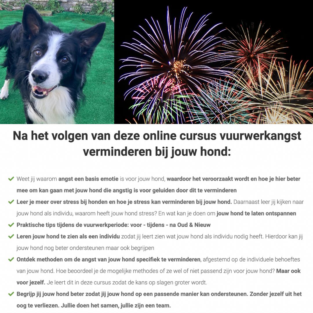 Online cursussen honden massage en vuurwerkangst verminderen (met korting!)