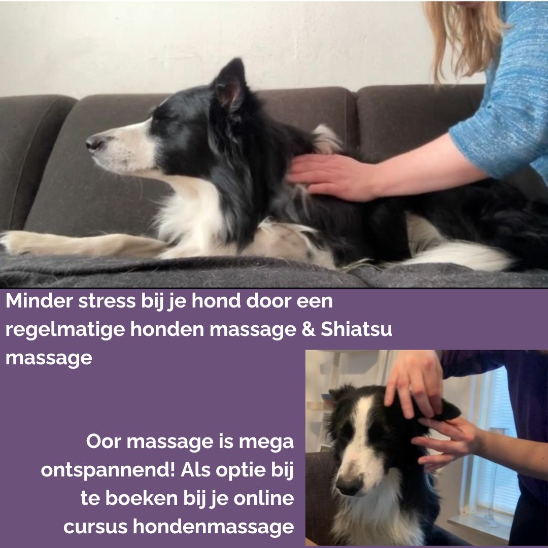 Cursus honden oor massage - ontspanning via de oren