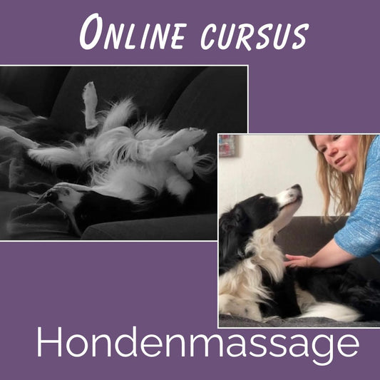 Cursus honden massage