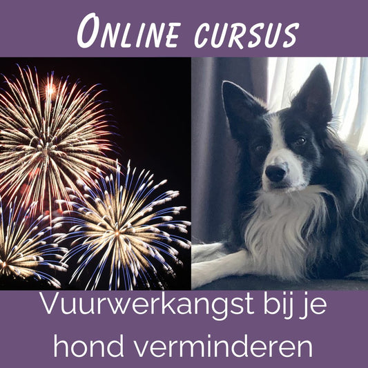 Cursus vuurwerkangst verminderen bij honden