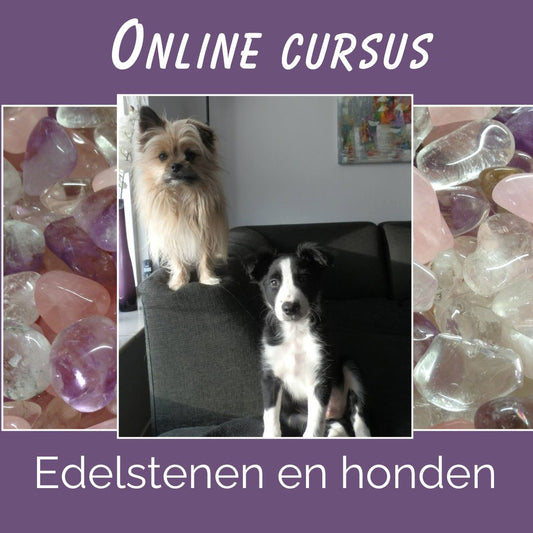 Cursus edelsteen hond: natuurlijke ondersteuning voor je hond