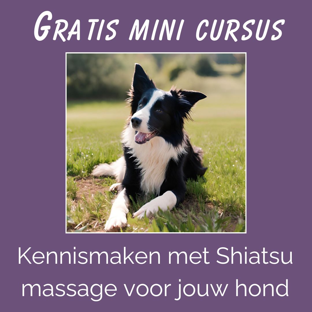 Gratis kennismaken met Shiatsu massage voor honden