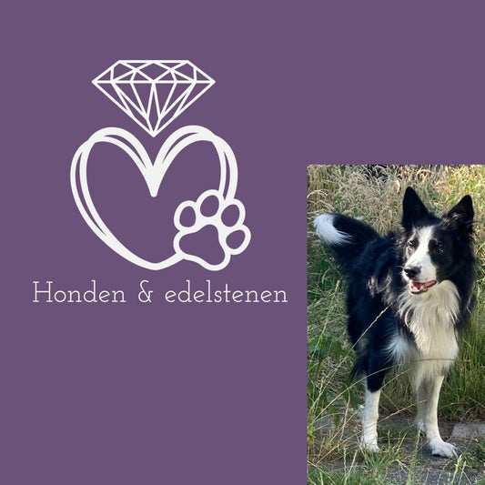 Cursus edelsteen hond: natuurlijke ondersteuning voor je hond