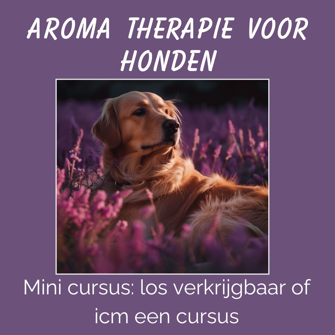 Aromatherapie hond: leer dit te gebruiken tijdens massage