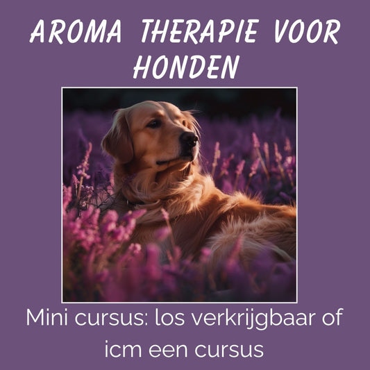 Aromatherapie hond: leer dit te gebruiken tijdens massage