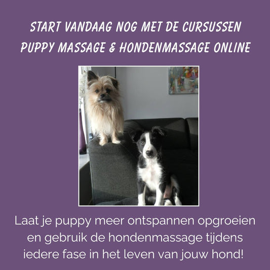 Cursus Puppy massage met hondenmassage: van pup tot volwassen hond