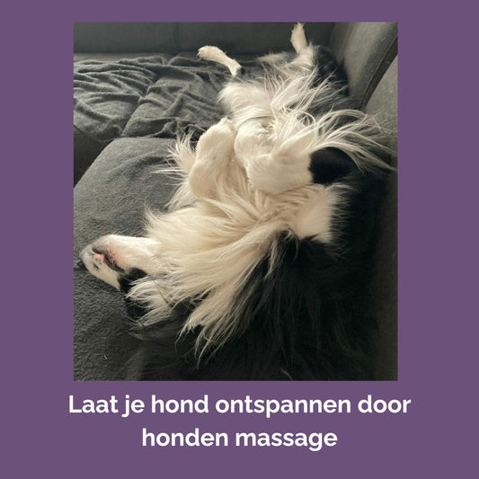 Online cursussen honden massage en vuurwerkangst verminderen (met korting!)