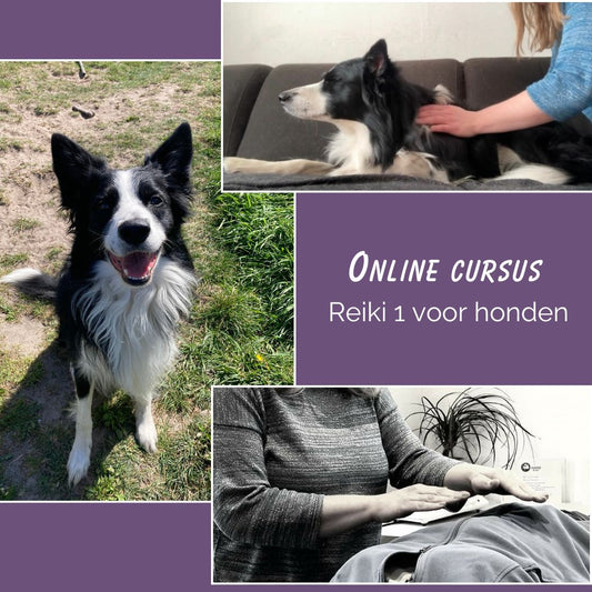 Cursus Reiki voor honden - Reiki 1