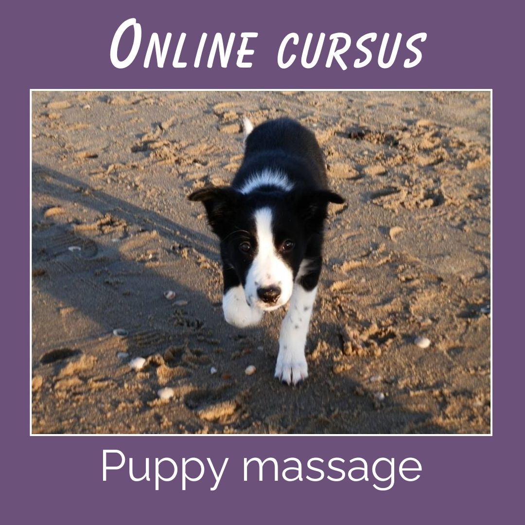 Cursus Puppy massage met hondenmassage: van pup tot volwassen hond