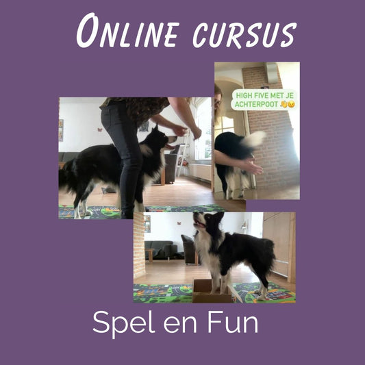 Cursus Spel en Fun voor je hond: spelletjes met hond