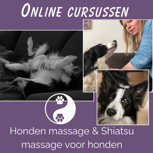 Online cursussen Shiatsu voor honden en honden massage