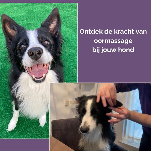Cursus honden oor massage - ontspanning via de oren
